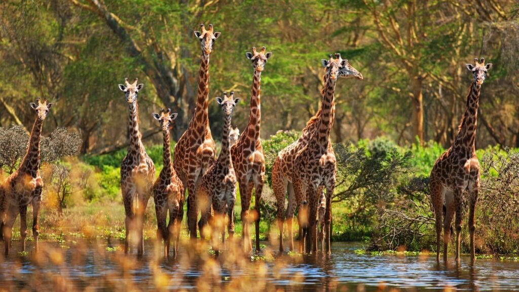 World Giraffe Day