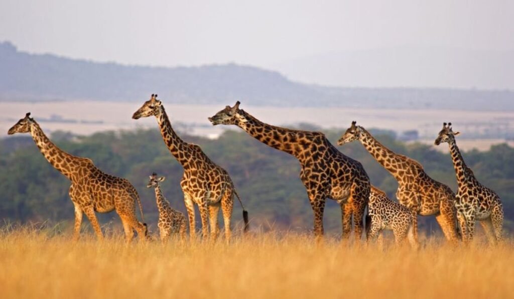 World Giraffe Day