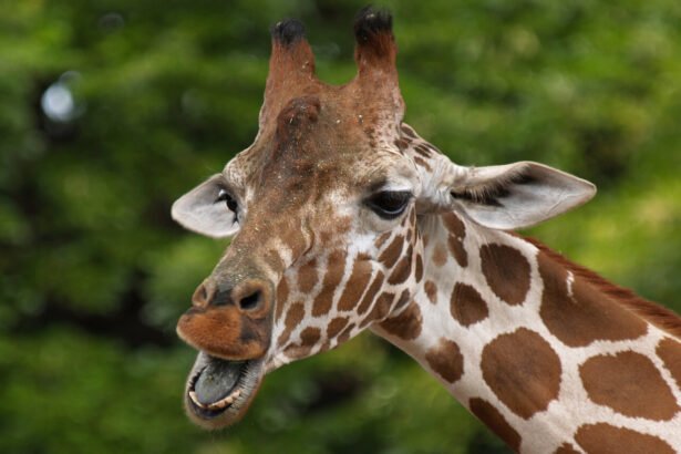 World Giraffe Day